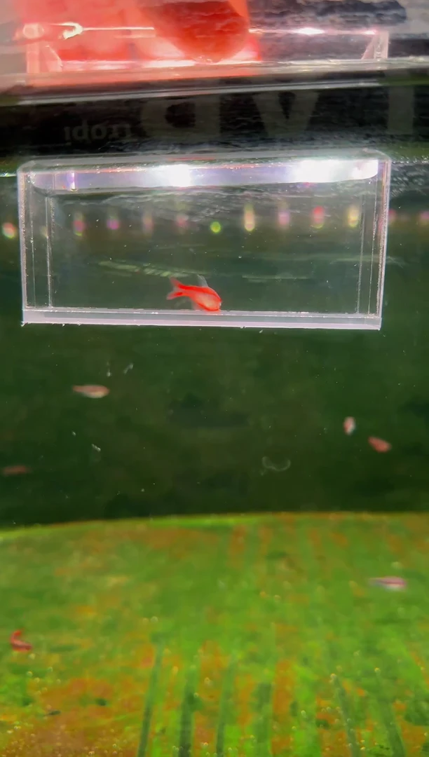 灯科鱼D10红HY*1