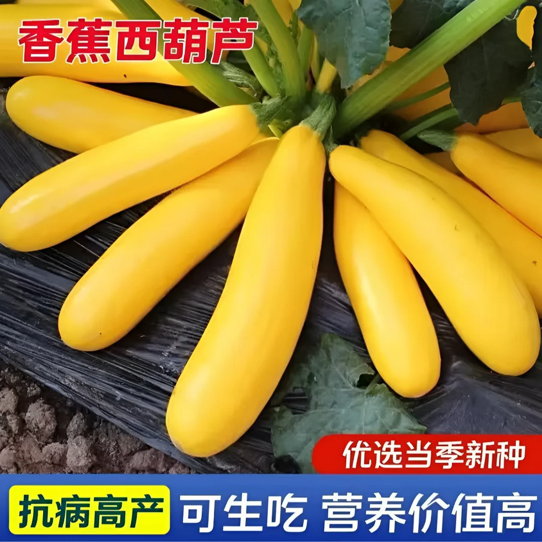 【香蕉西葫芦种子】水果型一年四季阳台易种盆栽北方春夏秋种植