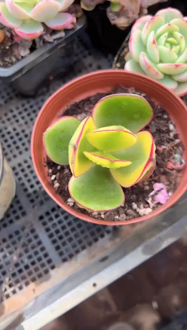 折***l多肉植物一物一拍18209