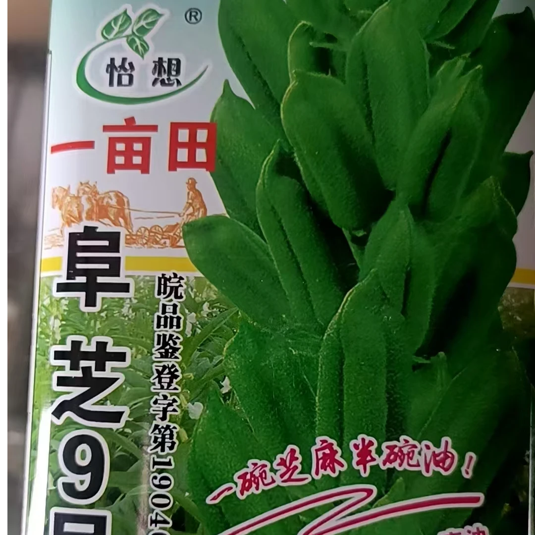 阜芝9号高产芝麻种子