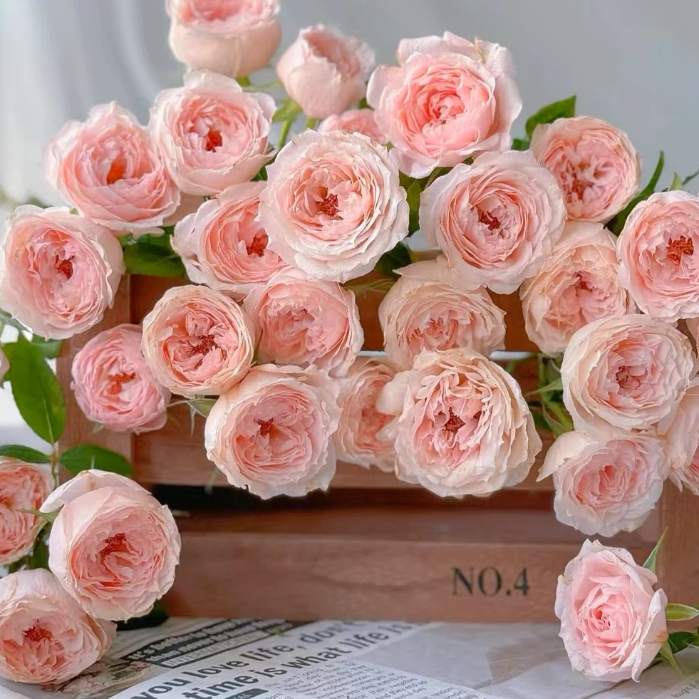 【一品花集】【玉脂 】稀有多头稀有玫瑰 （记得带包装醒花哦~）