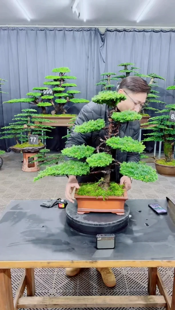 无花朵盆景......