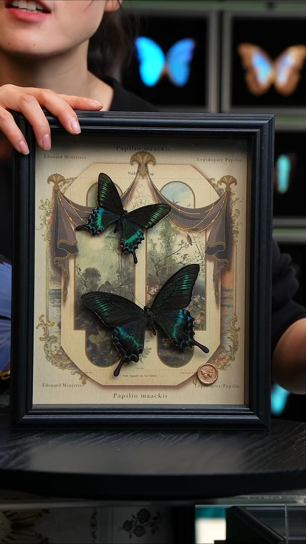 绿带翠凤蝶春夏型组合复古窗花款