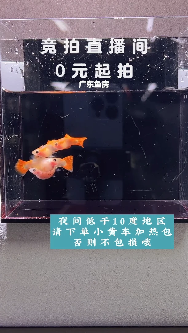 孔雀鱼红礼服两对编号19