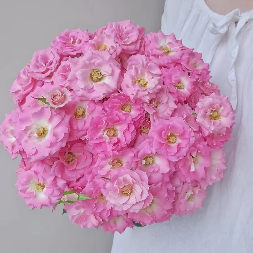 【桃之灼】【稀有】多头玫瑰（全场同一地址两单顺丰冷链包邮噢~）