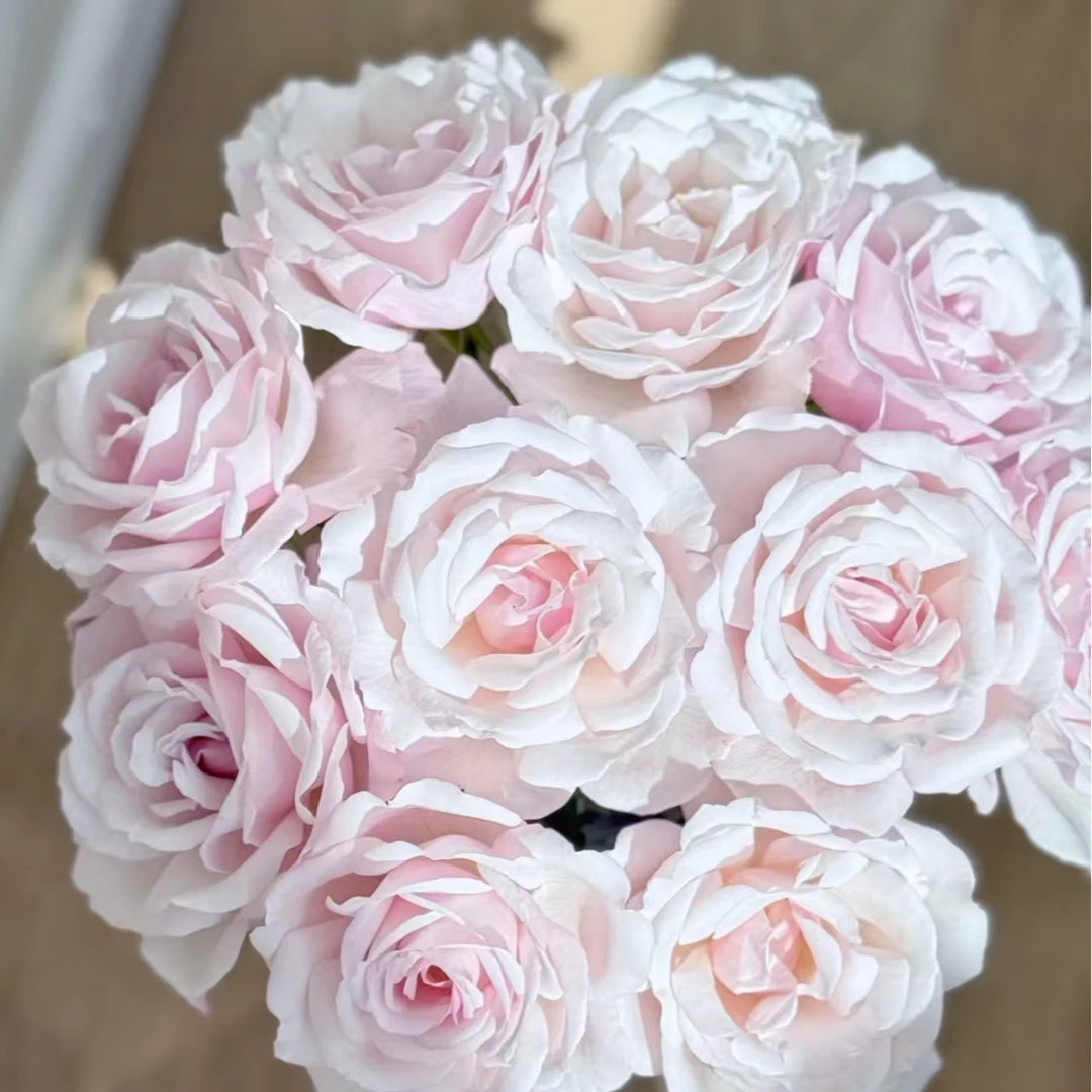 【飞机云】玫瑰2单正价包邮偏远地区有运费 云南鲜花基地直发