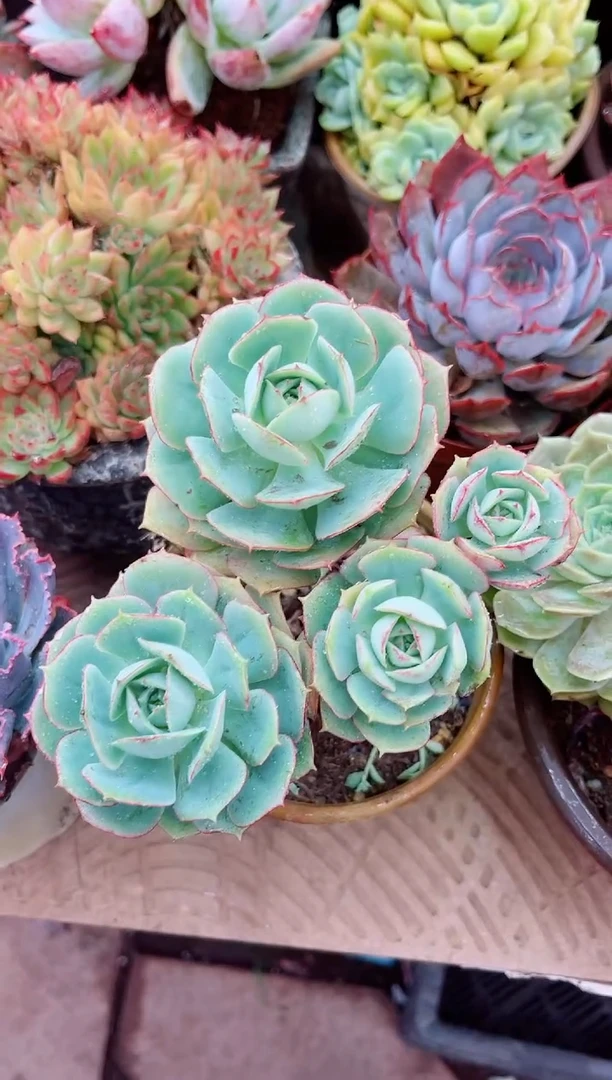 秋**阳13049多肉植物一物一拍