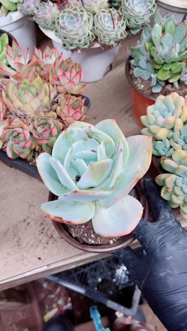爱*国19021多肉植物一物一拍