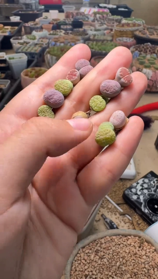 7-134多肉植物肉锥