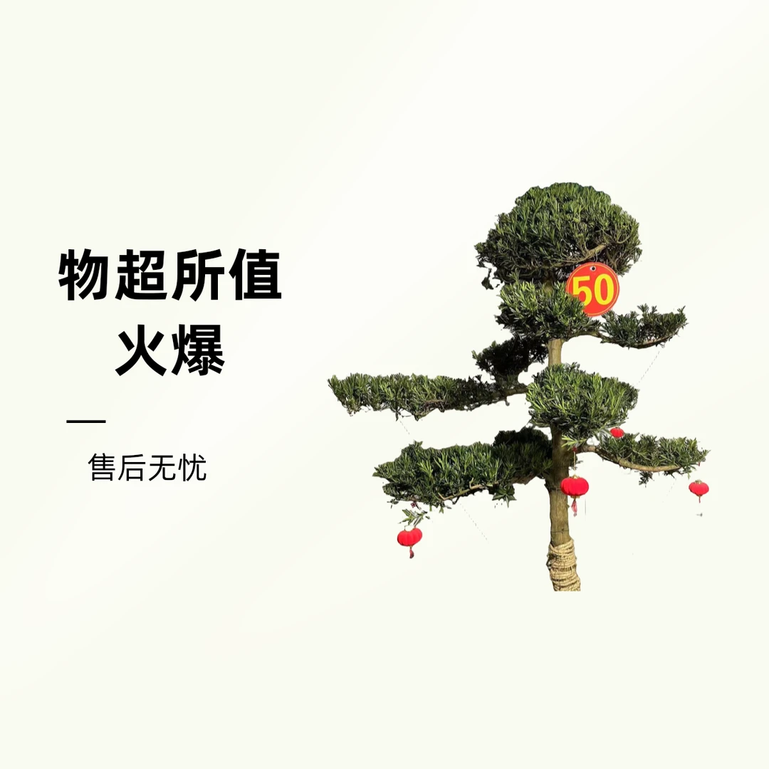 【品质厂家】罗汉松造型树盆栽地栽耐寒耐热四季常青不落叶工程绿化