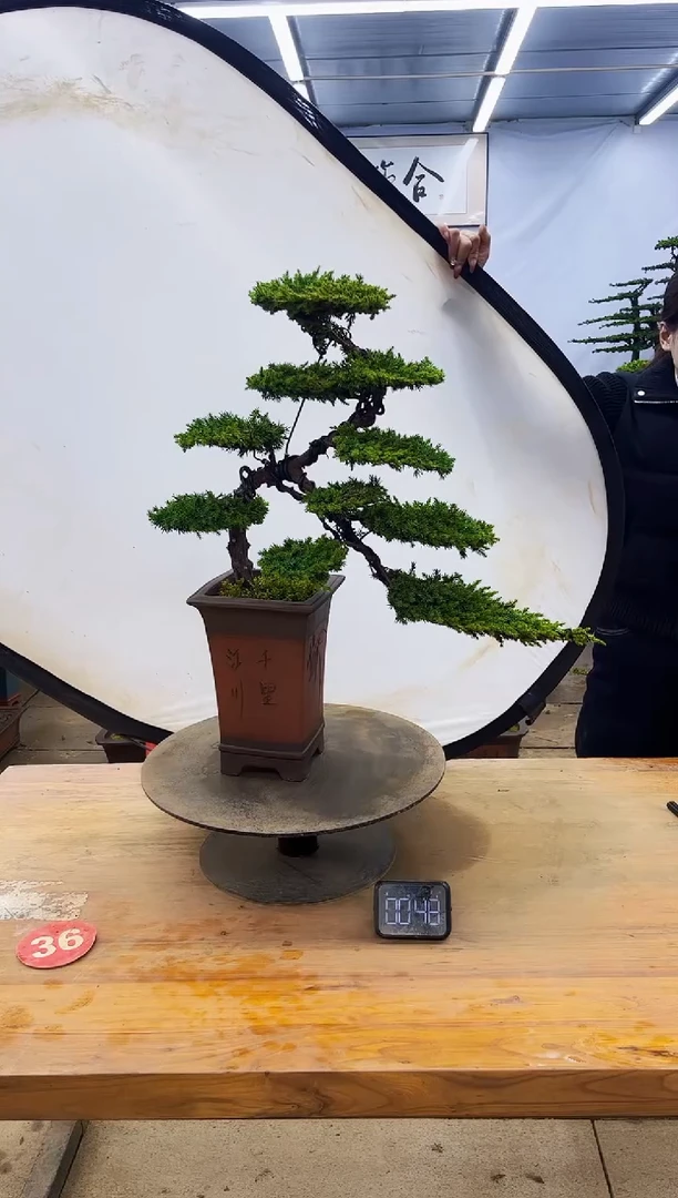 【闪购商品】高端盆景一物一拍，所见即所得