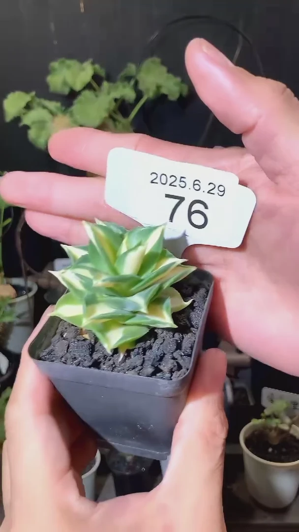 76号629福利王妃雷神龙舌兰