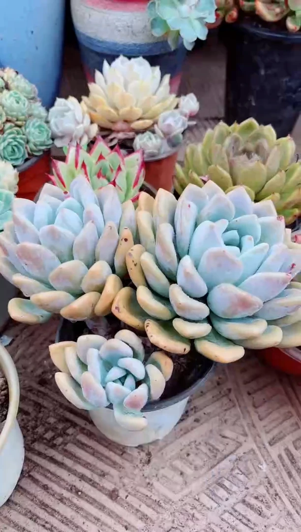 25178多肉植物一物一拍