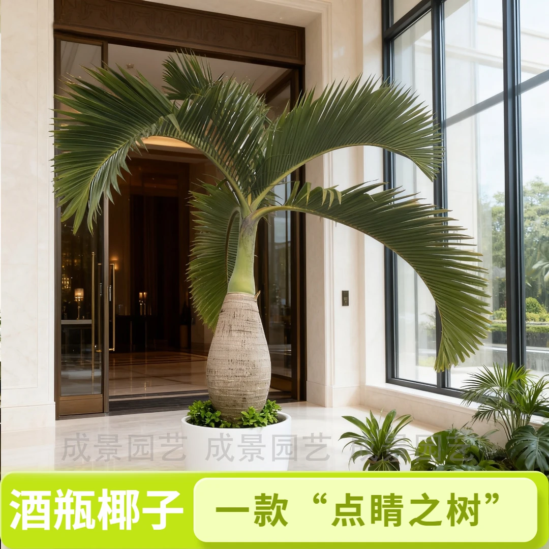 酒瓶椰子树棕榈树庭院植物客厅室内绿植盆栽室内高级感客厅大摆件