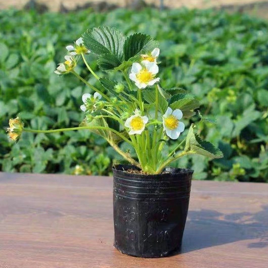 奶油苗盆栽原土发货适合南北方种植可室内阳台庭院养殖