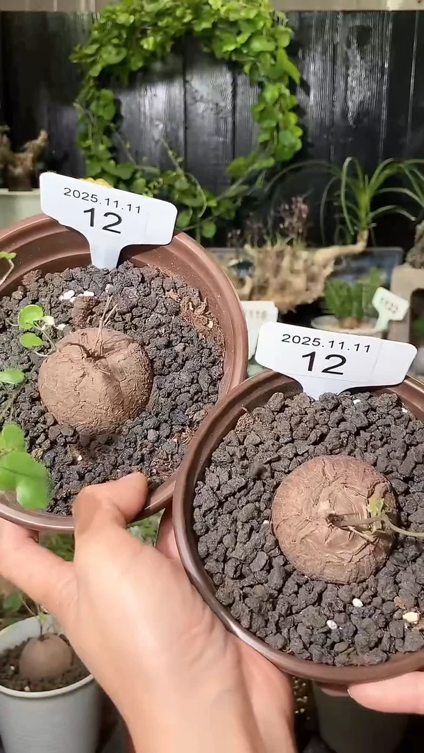 12号1111福利南非龟甲龙买一送一