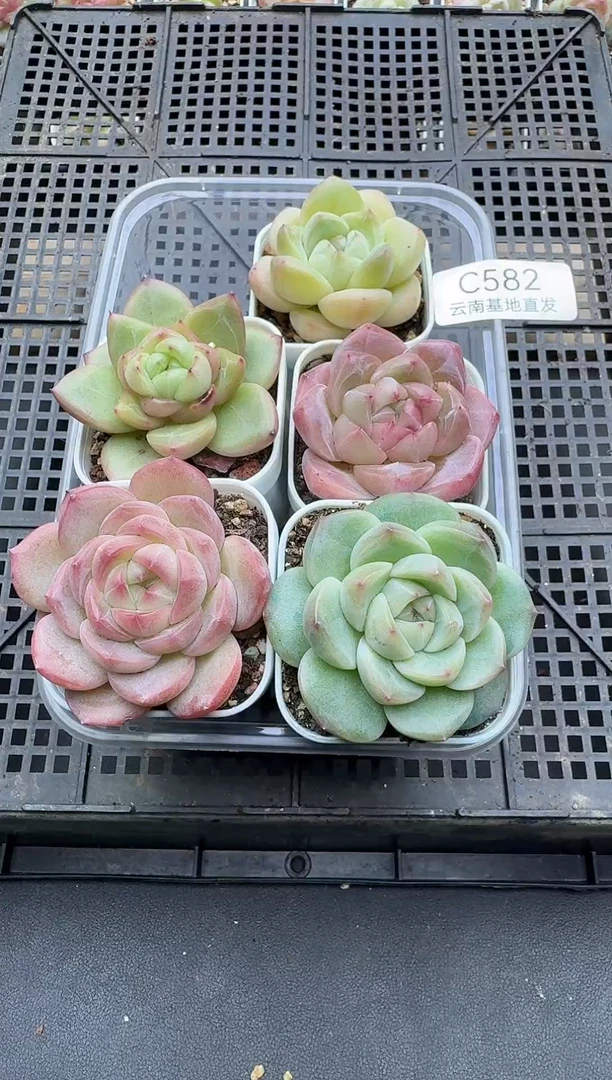 珍妮杂交多肉C582