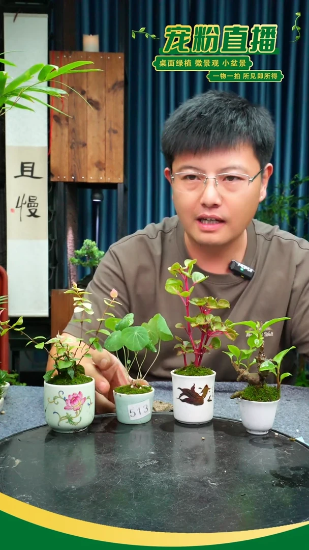 无花朵骆*苔藓微景观513号
