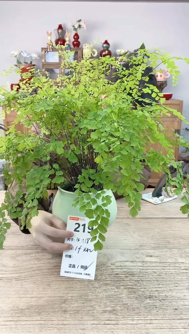 小玩子花盆直播编号219