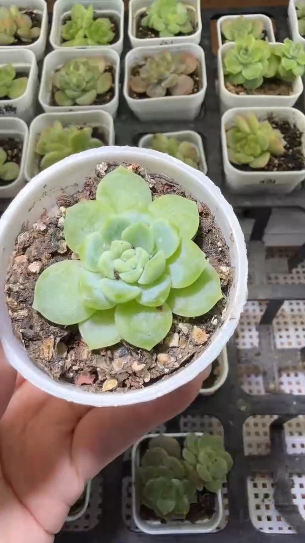 1742  CF28翡翠财富多肉植物