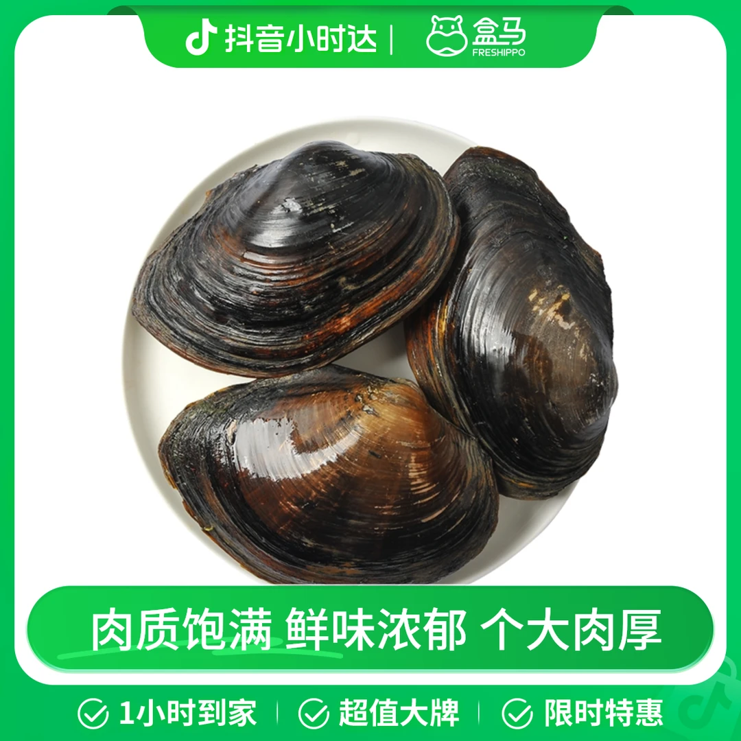 鲜活 清水河蚌 400-600g/只