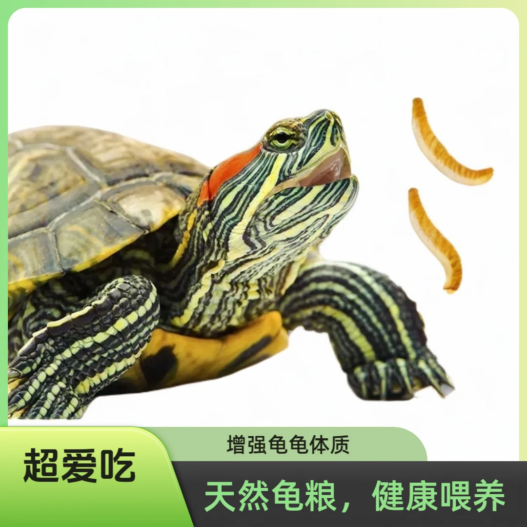 拍一送一黄粉虫干爬宠乌龟草龟巴西小青黄缘小乌龟通用互动零食