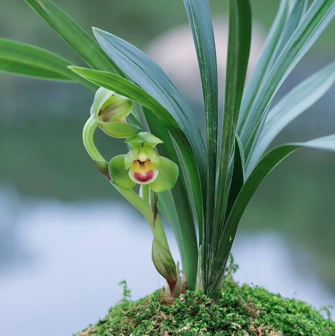 优兰雅香精选——玉玲珑（矮种春兰铭品）花期秋冬季，花期长