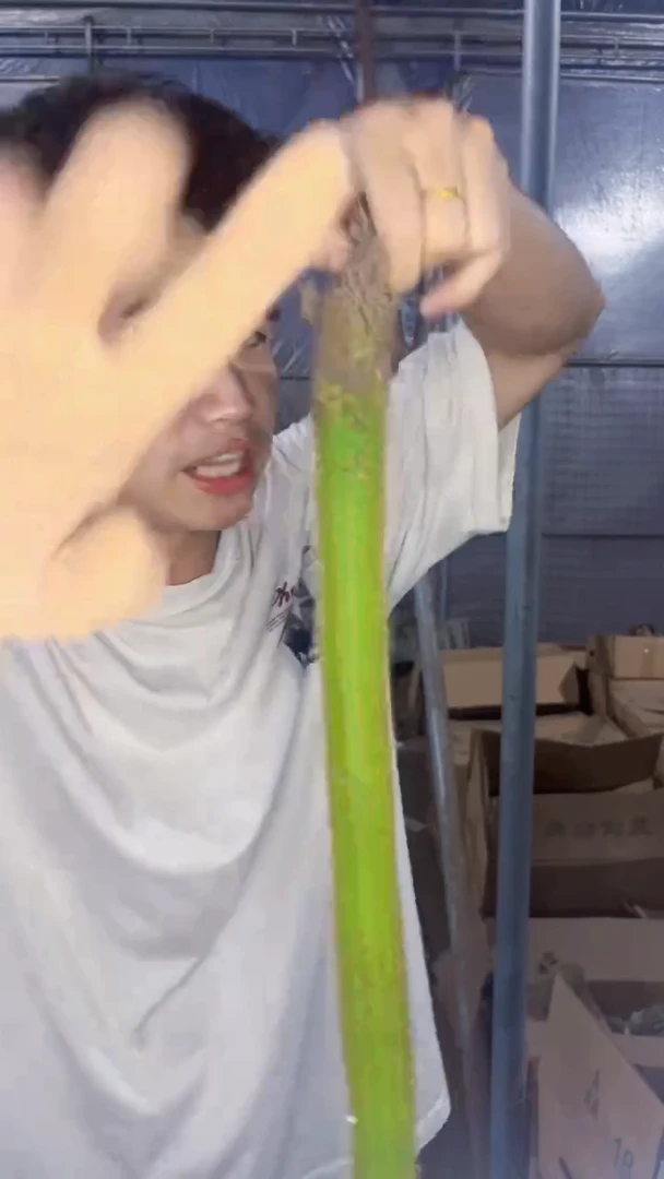 3颗 单头 彩舞柱【带根】20-30cm