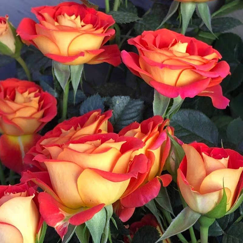 二乔中苗复色多头四季勤花阳台天荷抗病好养耐热植物扦插盆栽