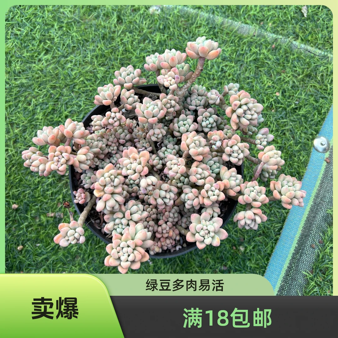 绿豆多肉【满18包邮】 以直播间展示为准 新手好养