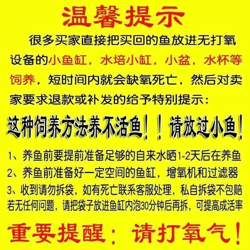 【18-20cm】大尺寸黄金1黑金1红白1共三条锦鲤金鱼冷水观赏鱼好养