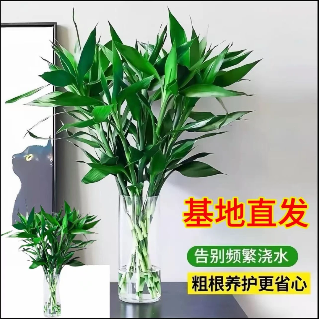 z【大叶70-80cm】海南精品富贵竹10枝大叶高档大气正宗水培盆栽