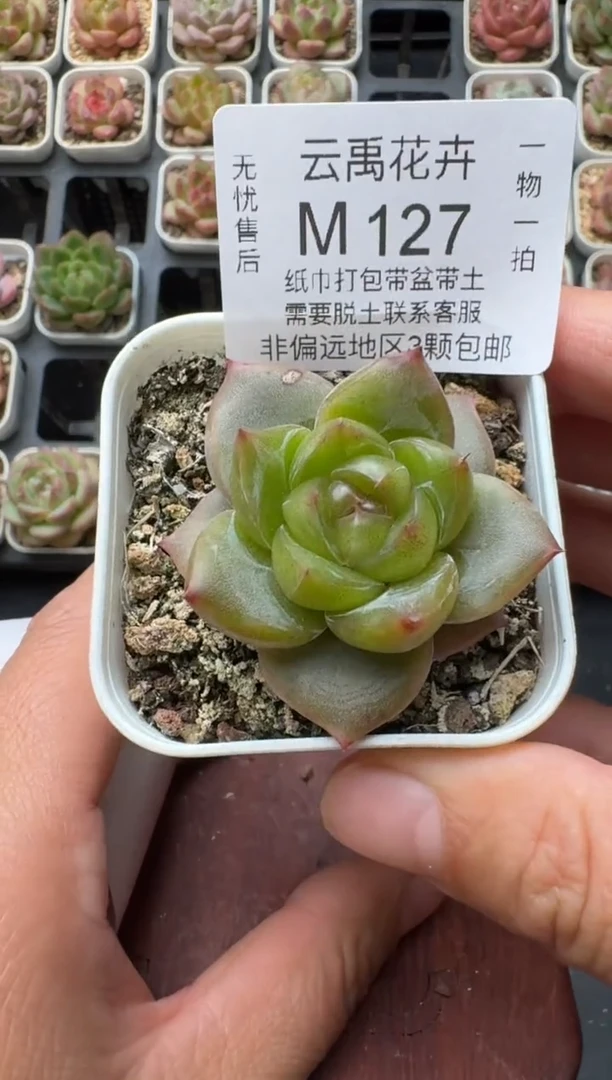 127S带盆土发 当场拍3颗以上包柚 多肉植物 一物一拍