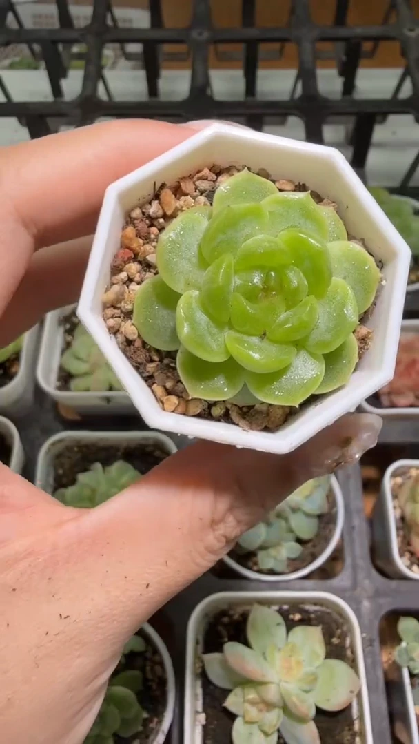 879  暮岛多肉植物