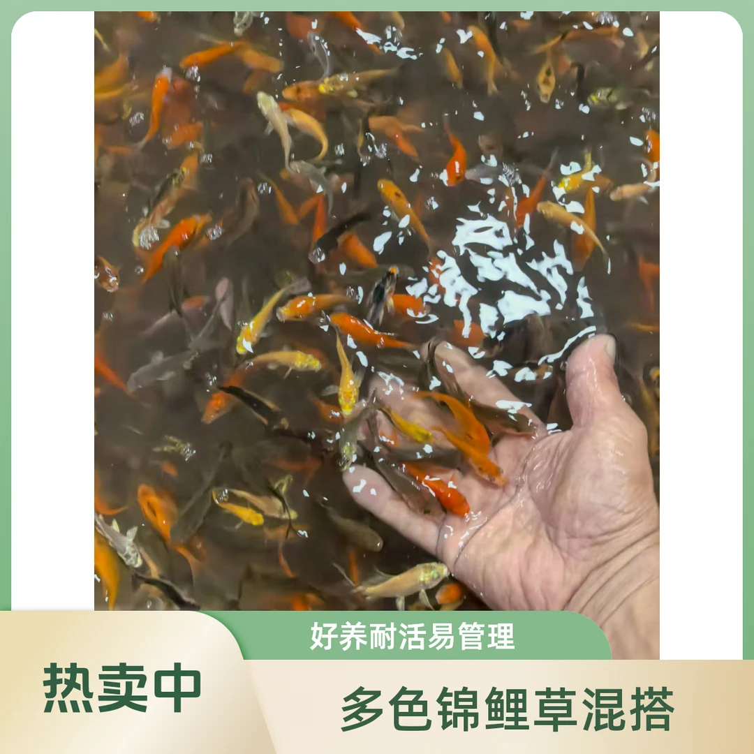 8到10厘米好养耐活12备3条到手15条