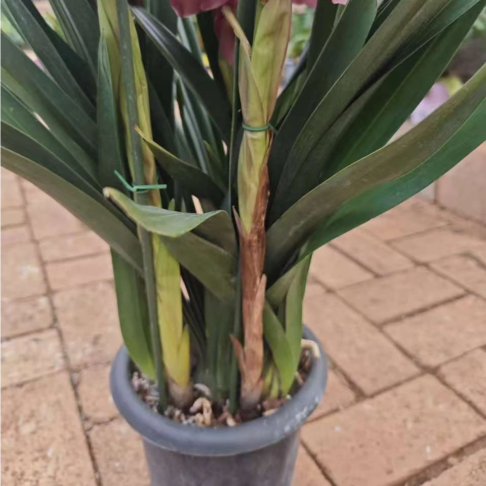 ｛艳后｝粉色花--大花蕙兰落地款包邮