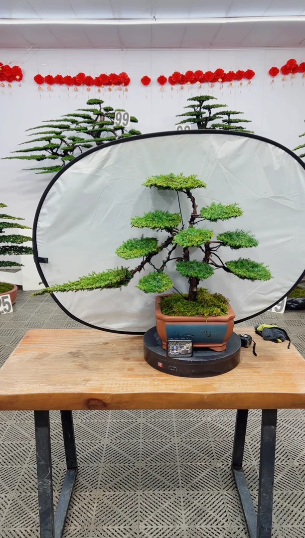 【闪购商品】盆景盆景