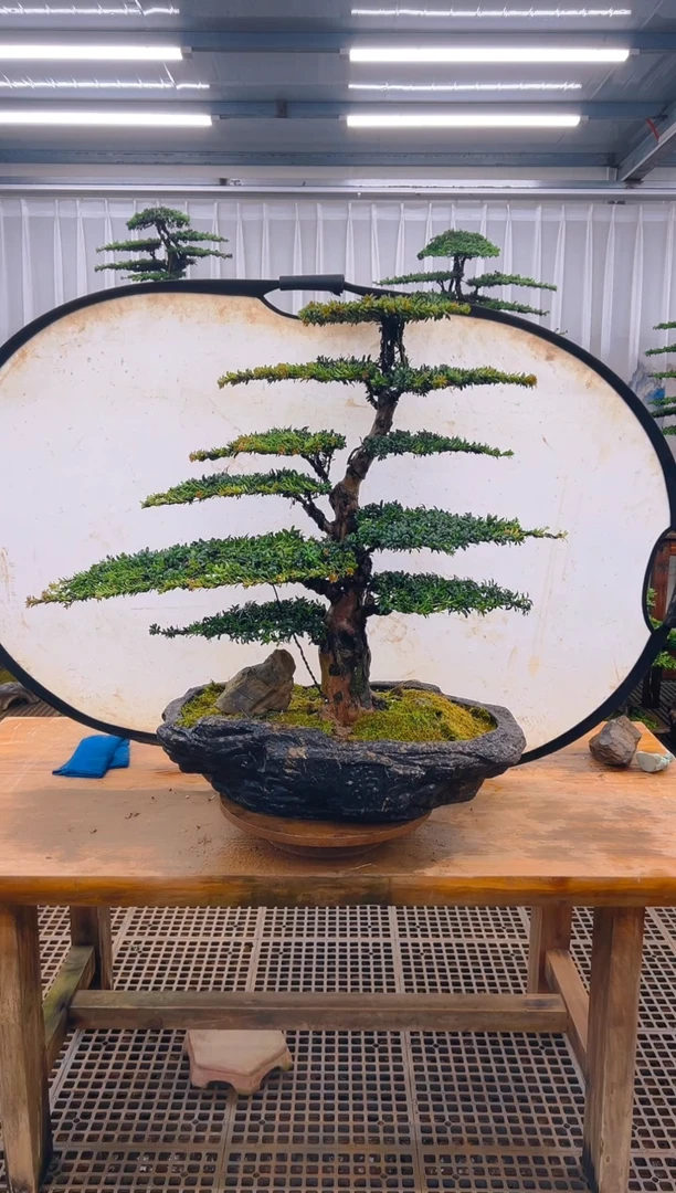 无花朵长*精品盆景直播间一物一拍