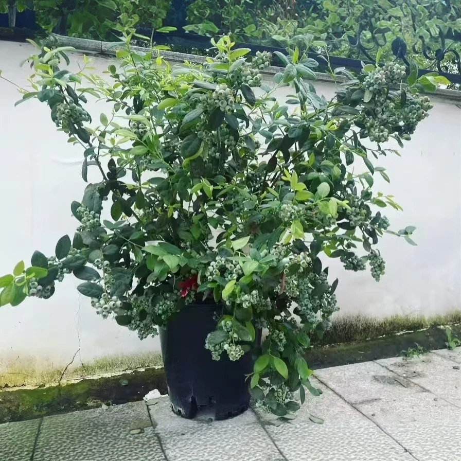 【云舍花卉】12加仑【绿宝石】蓝莓盆栽【一单包邮 不参与凑单】