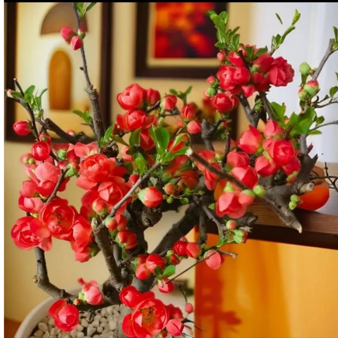 原生红牡丹海棠花花卉绿植四季盆栽海棠