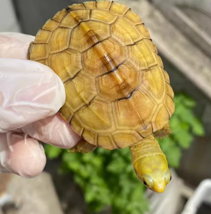 小青龟三黄微笑脸高背类牙底外塘通货皖南皖西江浙地引种人工饲养