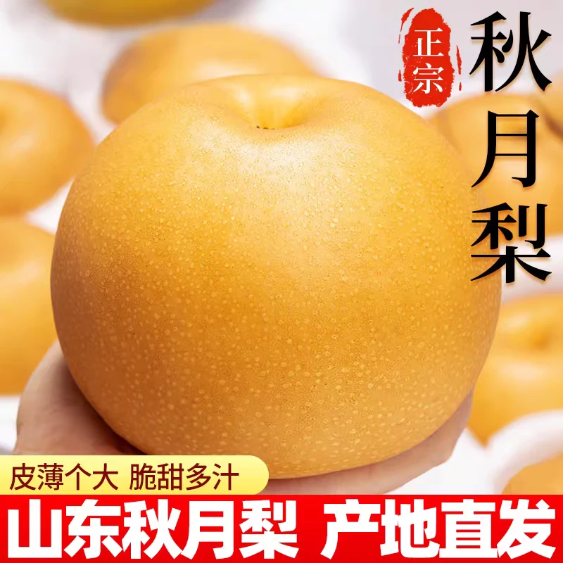 山东正宗秋月梨脆甜多汁应季新鲜水果产地直发