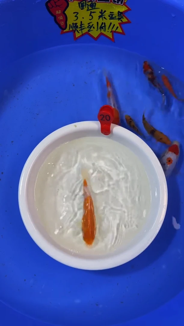 锦鲤活体二号链接