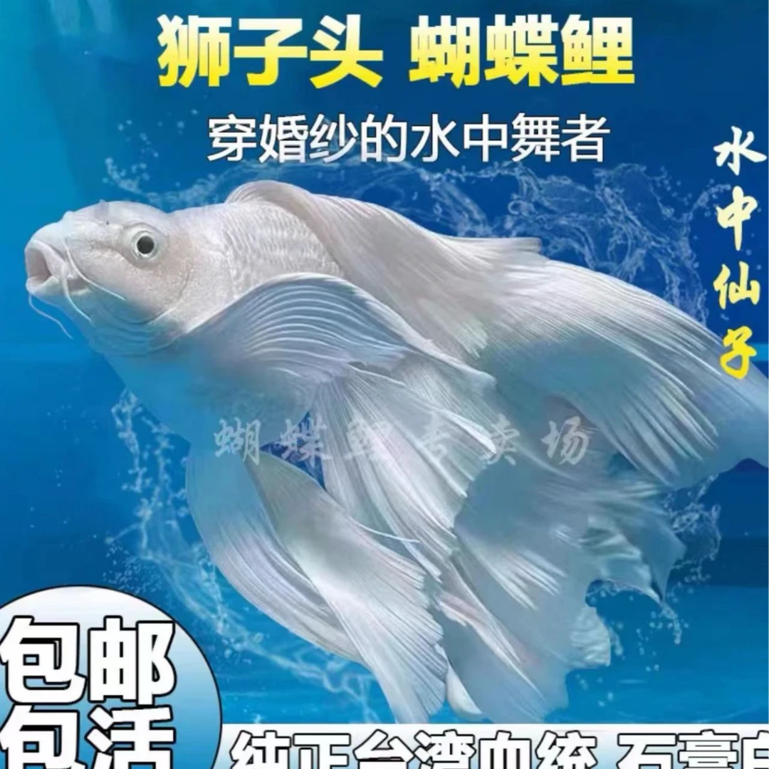15-18白球 短蝴蝶鲤鱼专属蝴蝶鲤养殖发货好养饲养混养自家渔场