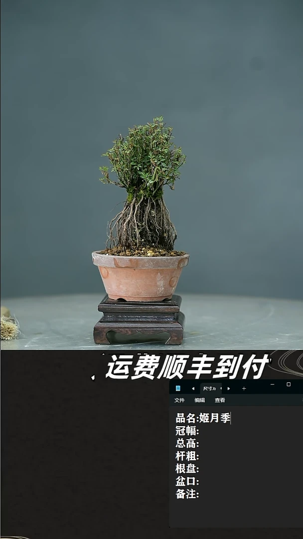 【闪购商品】12 姬月季