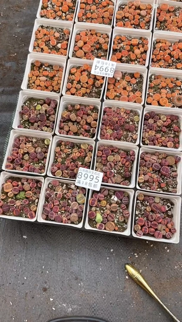 【闪购商品】8995特价紫色混合发货1盒微瑕量拍