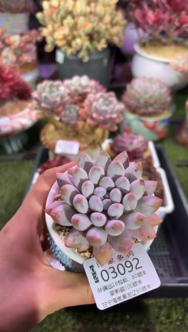 【闪购商品】03092