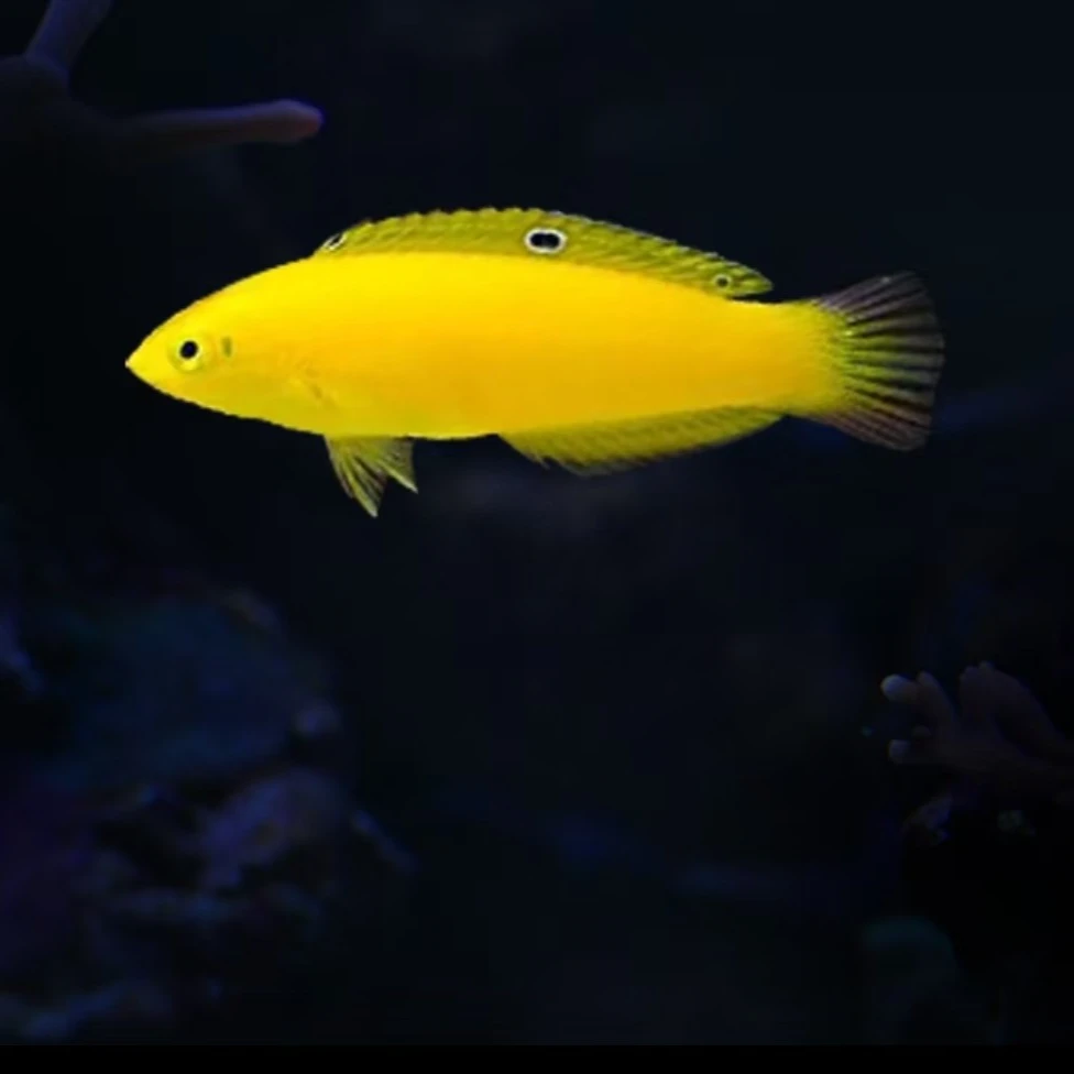 黄龙海水鱼售后需拍开箱视频（免包装费）