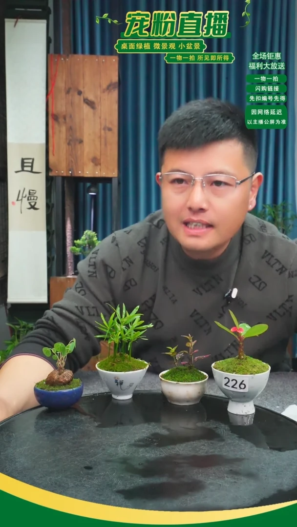 无花朵躺**兔苔藓微景观226号