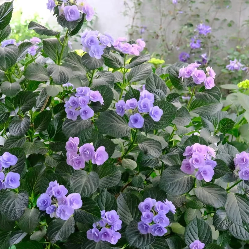 （直播福利）妖精之瞳盆栽地栽室内室外好养好种